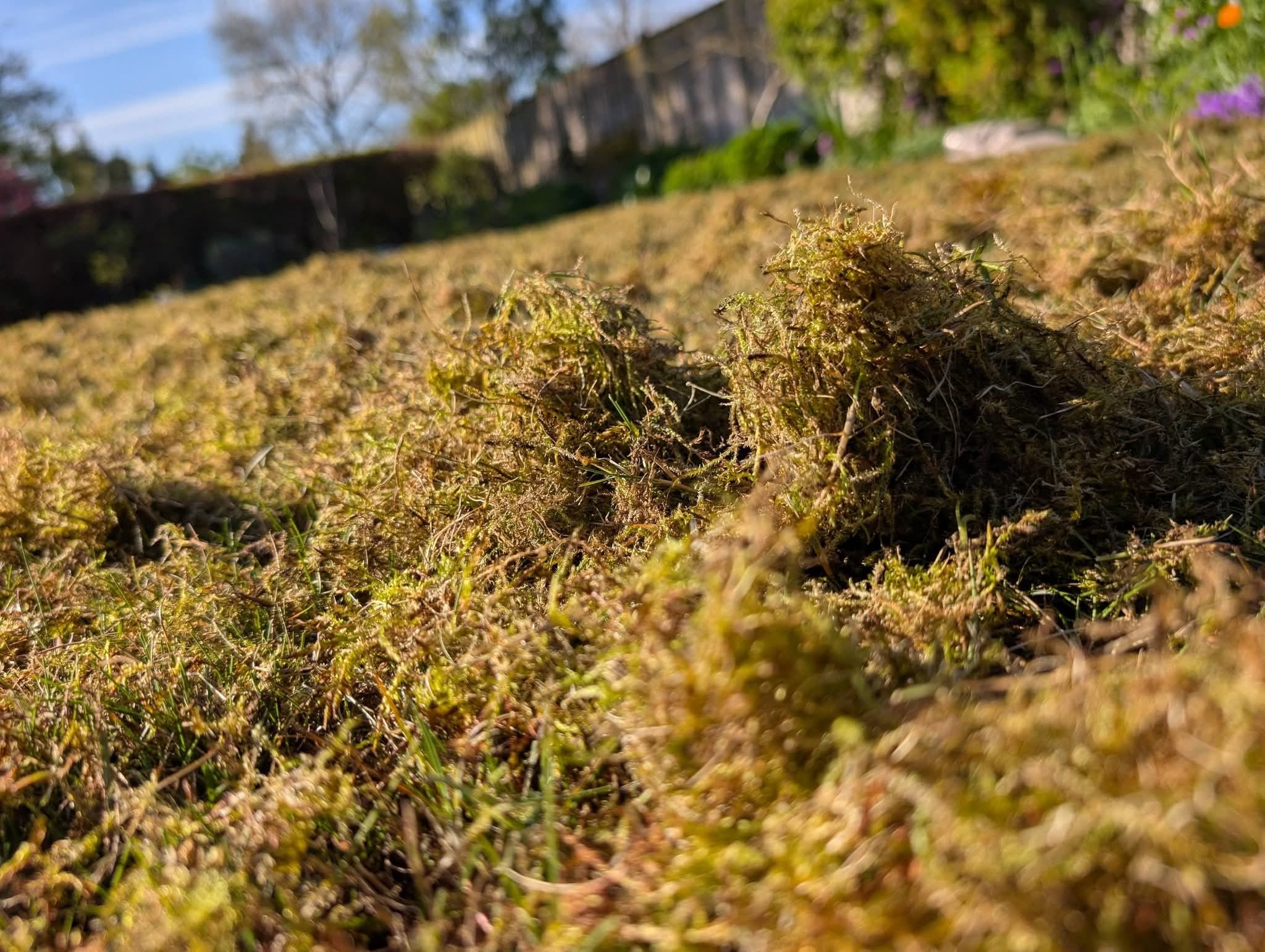 Weed and Moss Control